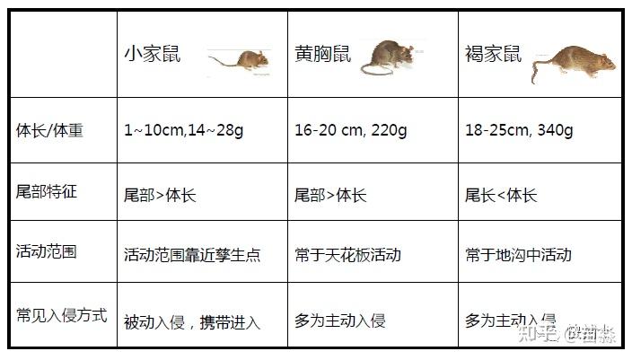 老鼠的习性与危害