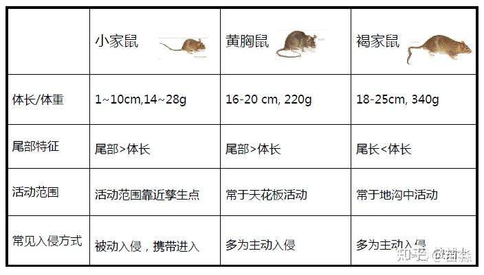 老鼠的主要生物习性有哪些？ - 知乎