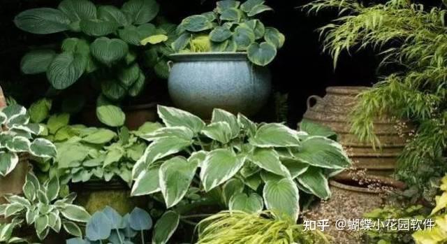 花境配置 - 知乎