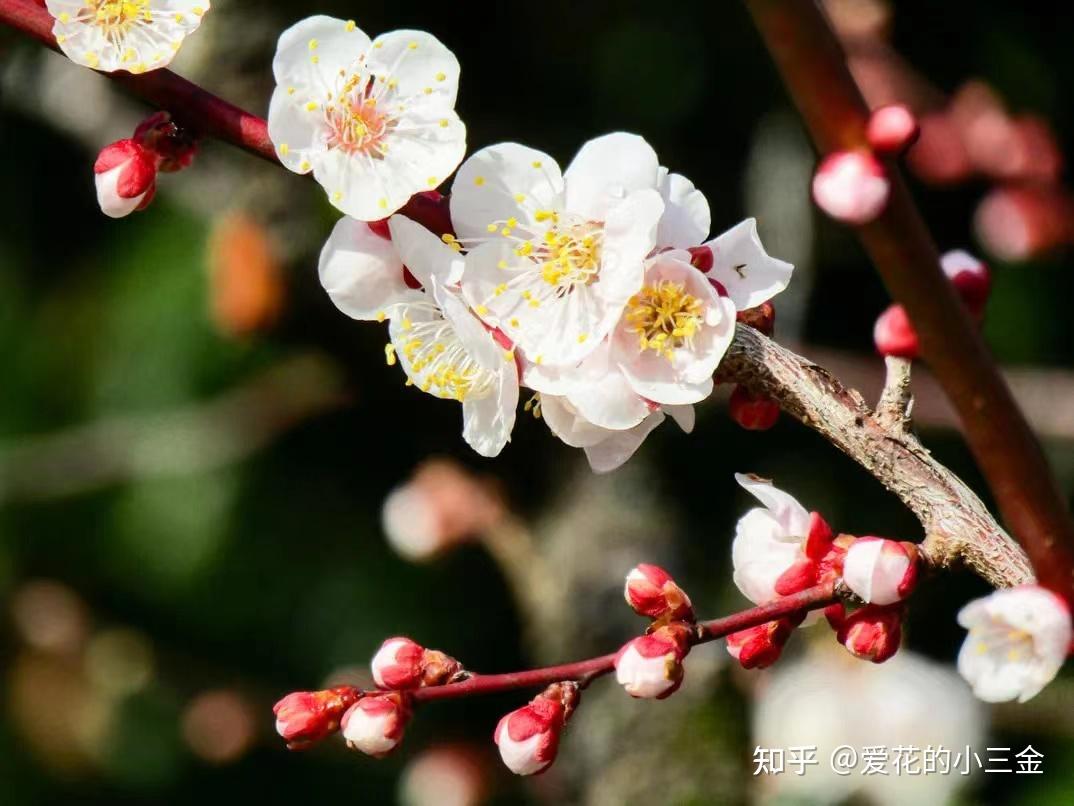 如何區別桃花杏花李花櫻花梨花和梅花