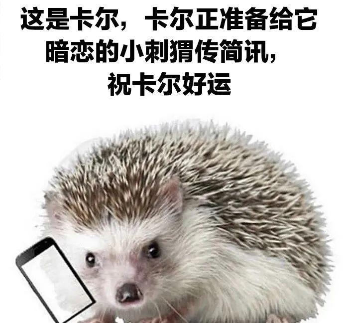 求刺猬卡尔表情包.哪哪都找不着? - 知乎