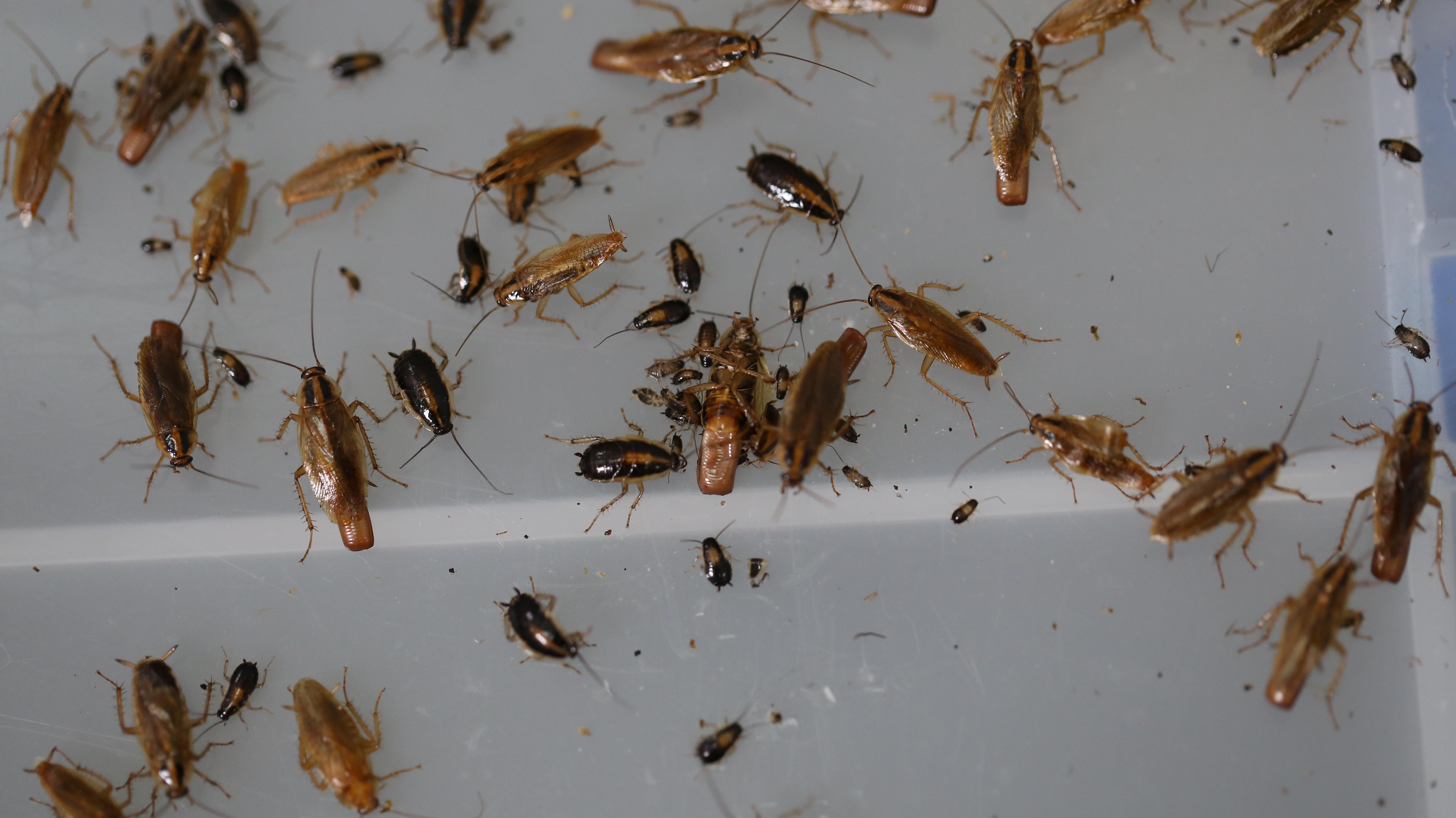 一公一母两只蟑螂关在一个盒子里,通过交配生下小蟑螂做口粮,会可以活