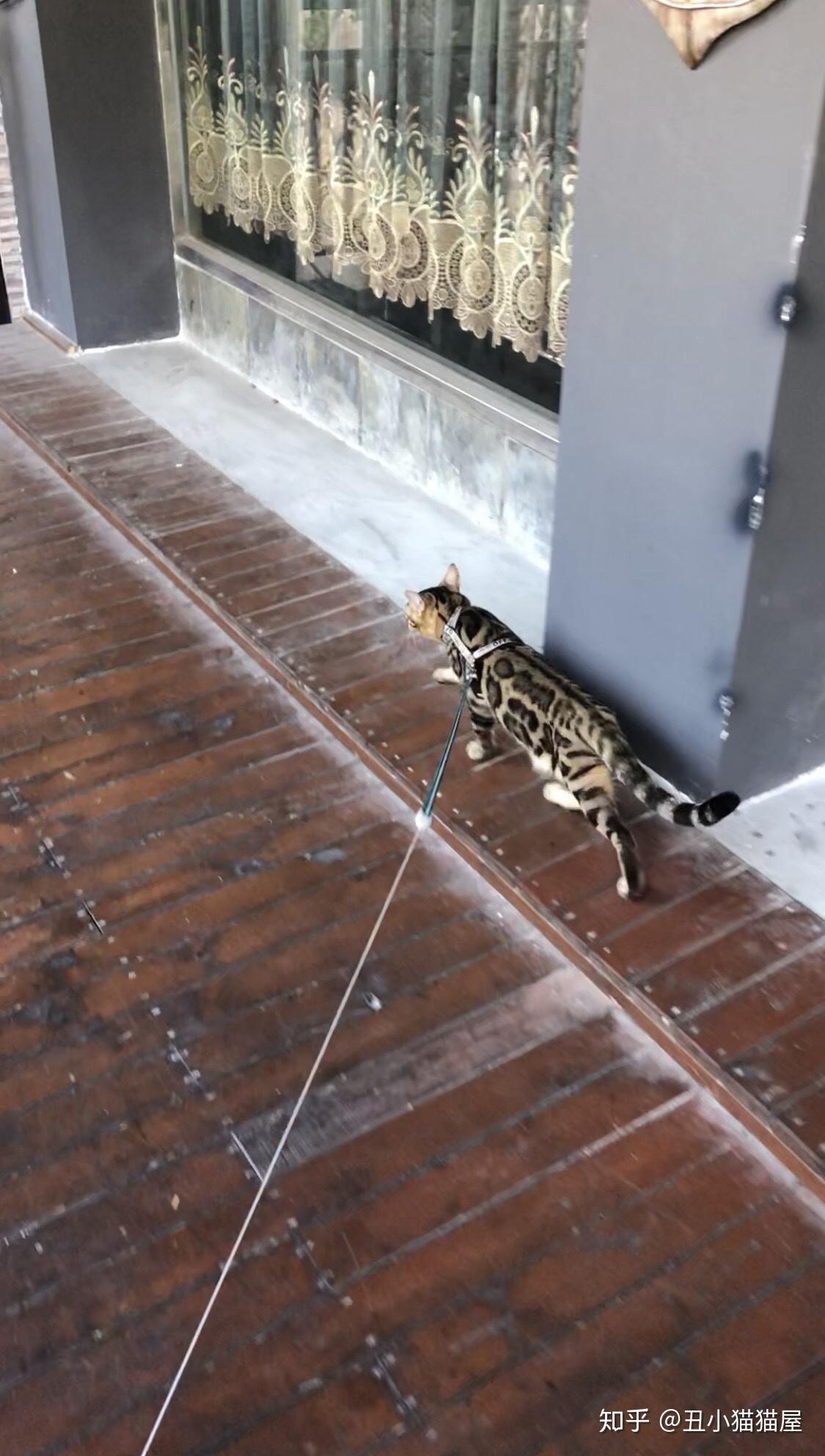 普通薄荷对猫有吸引力吗？ 知乎 