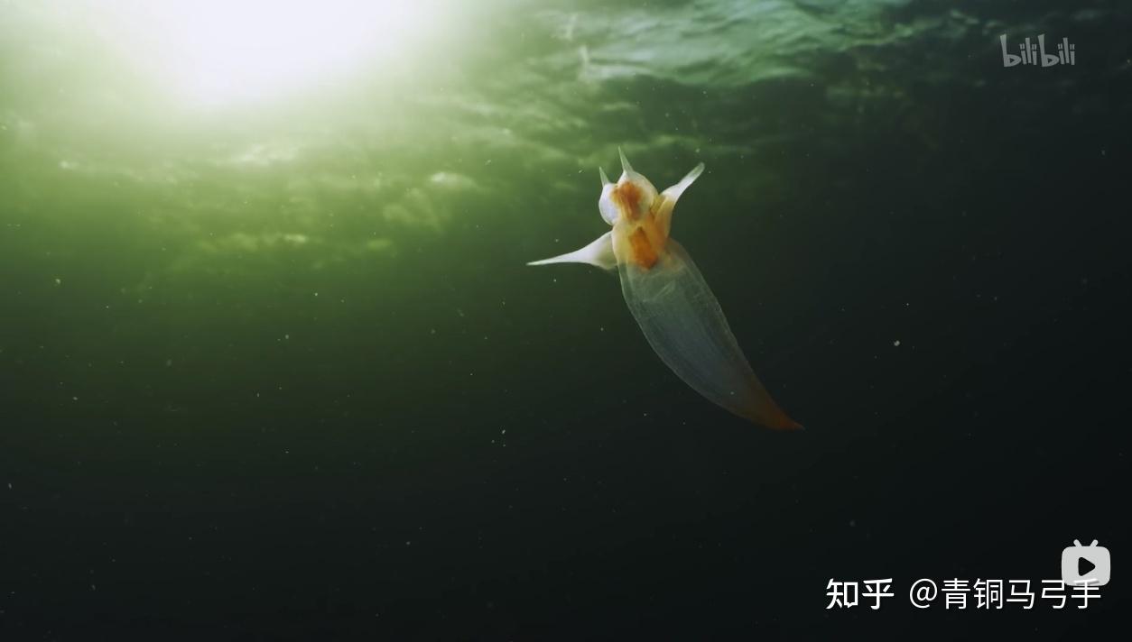 如何评价纪录片《地球脉动》第三季？ - 知乎