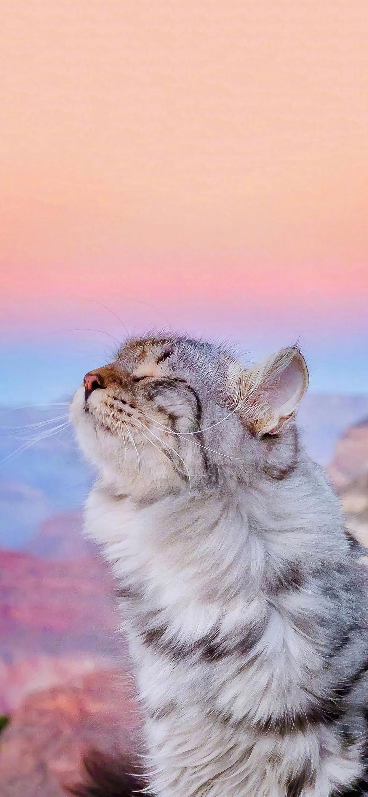 有没有这种类型的猫咪壁纸推荐呀? - 知乎