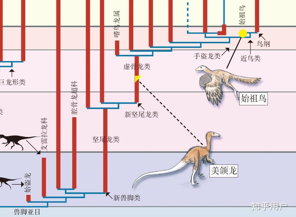 恐龙进化成鸟类过程图图片