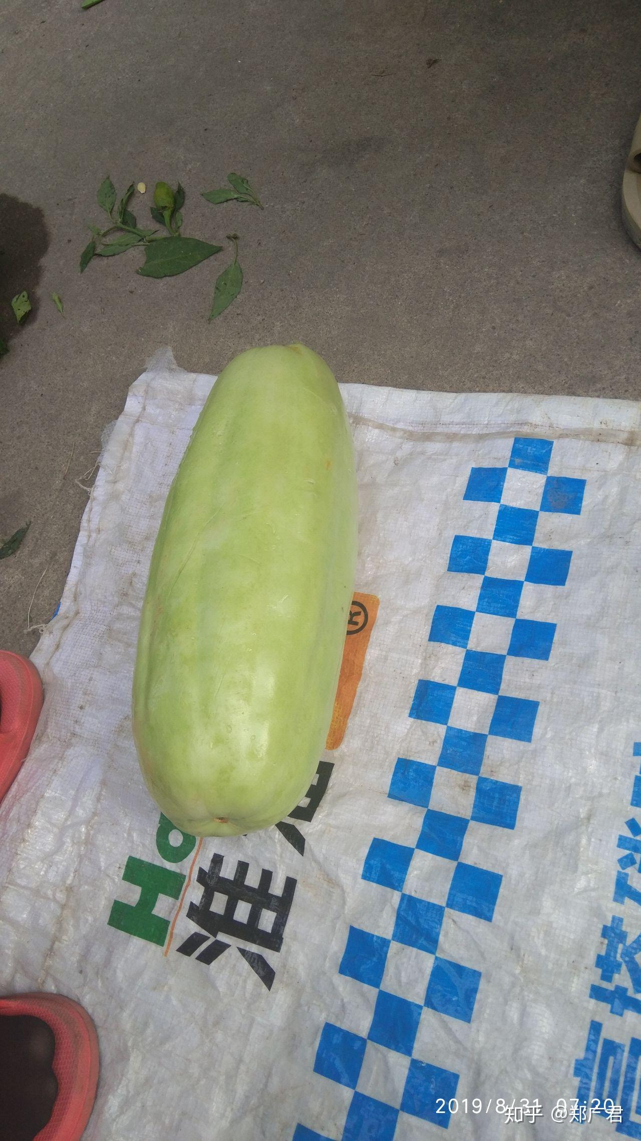 南方所说的"骚瓜"(读音)学名是什么? - 知乎