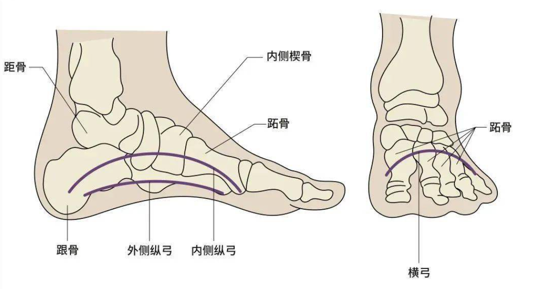 第二跖骨在什么位置图片