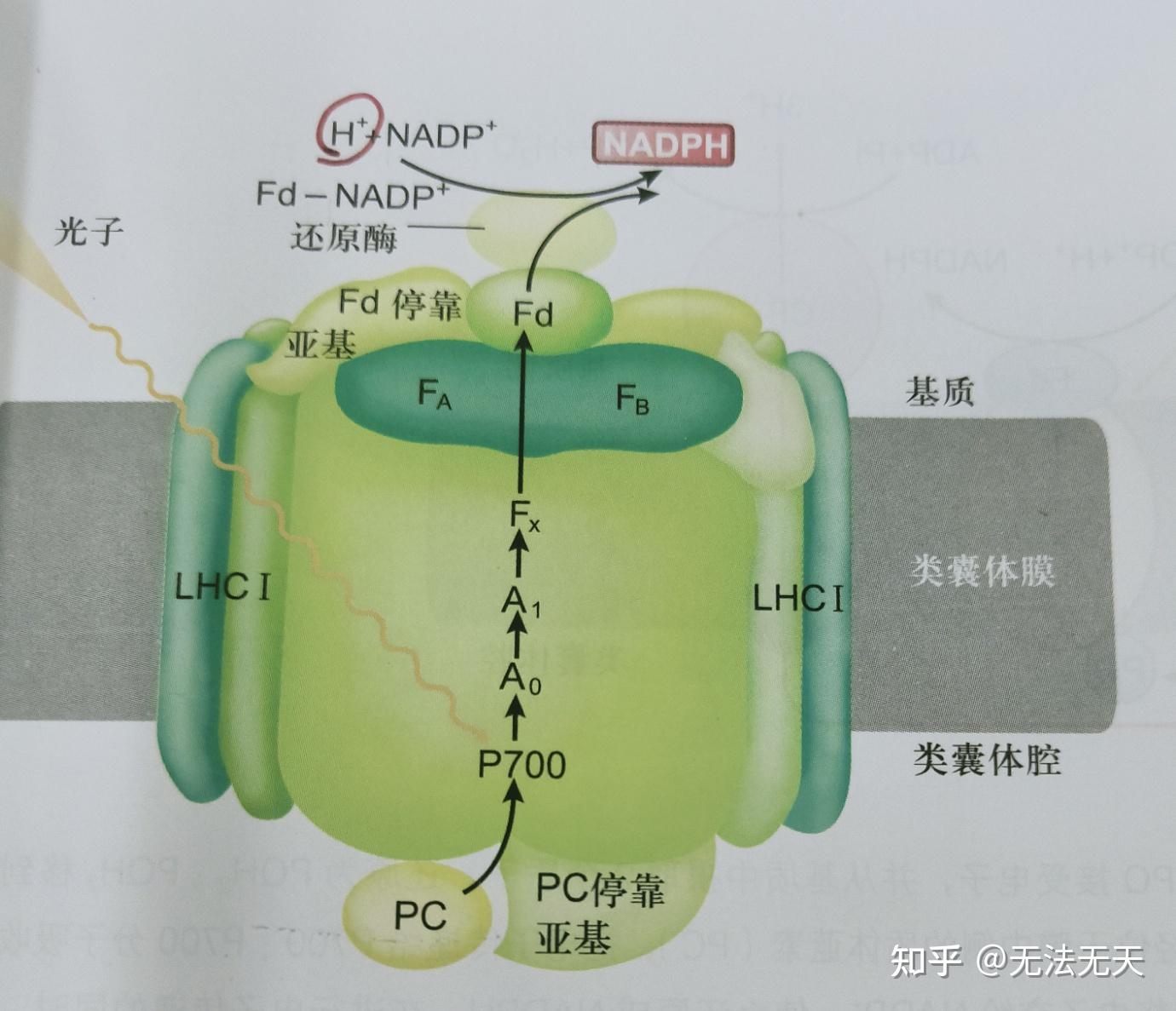 光合磷酸化中q循環不應該是攝取4個質子進入類囊體腔嗎