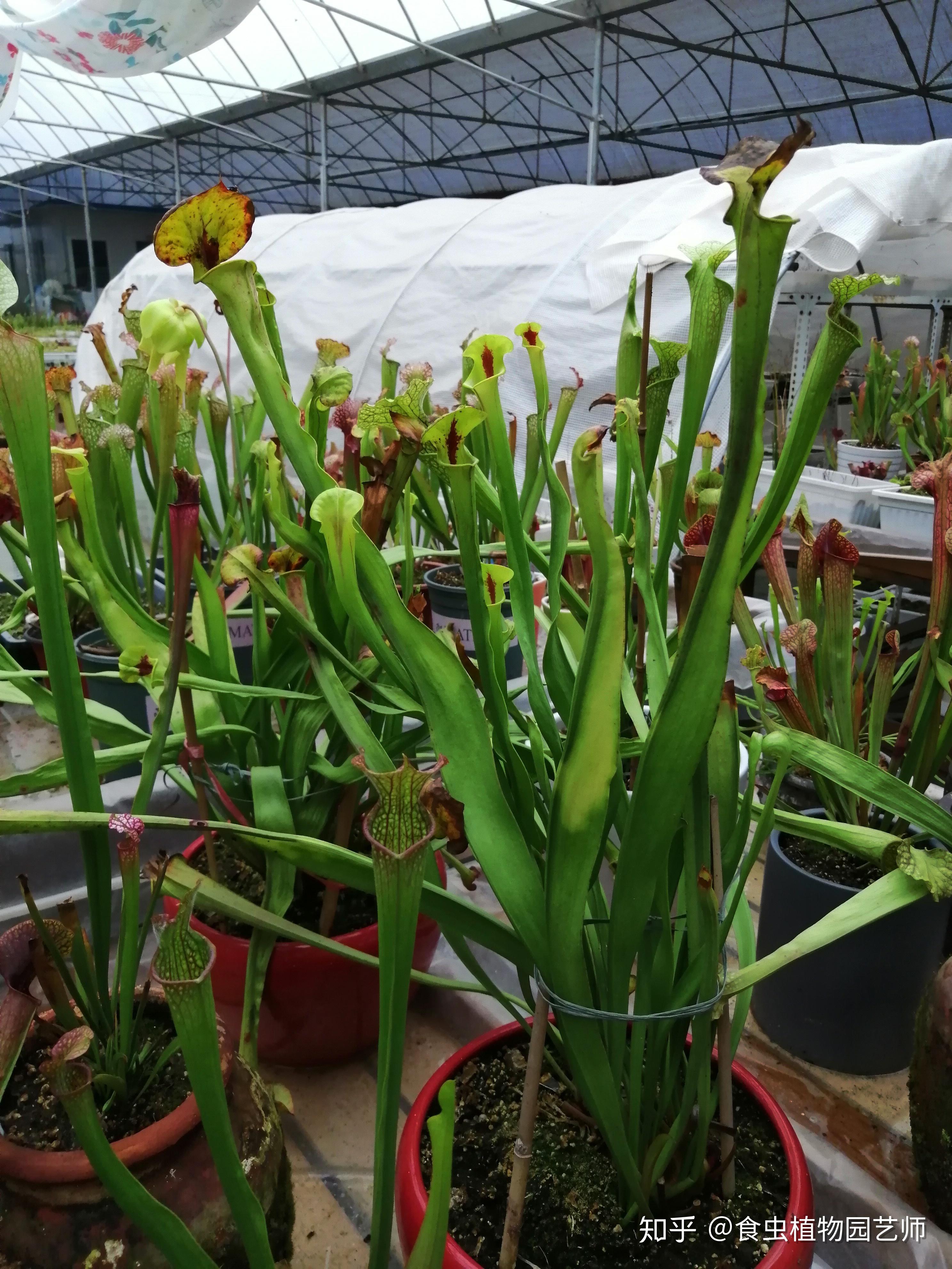 位于武汉江夏有一座奇花异草花园 今天看看这花园里的食虫植物吧 大家