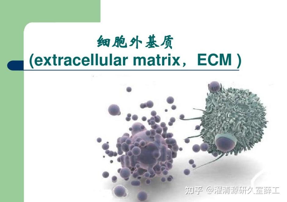 【科普】一文读懂皮肤细胞外基质(ECM)！ - 知乎