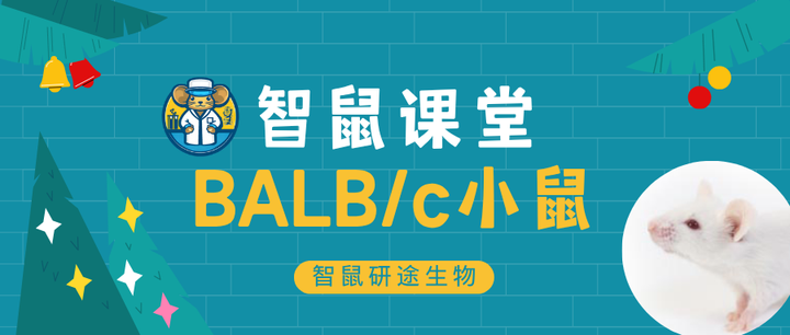 BALB/c小鼠通用知识 - 知乎
