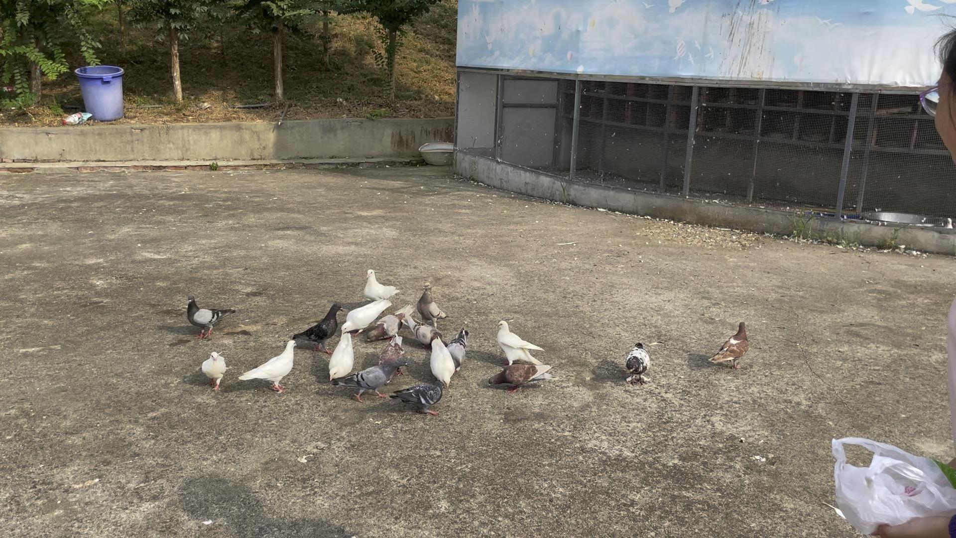 各种鸽子 - 知乎