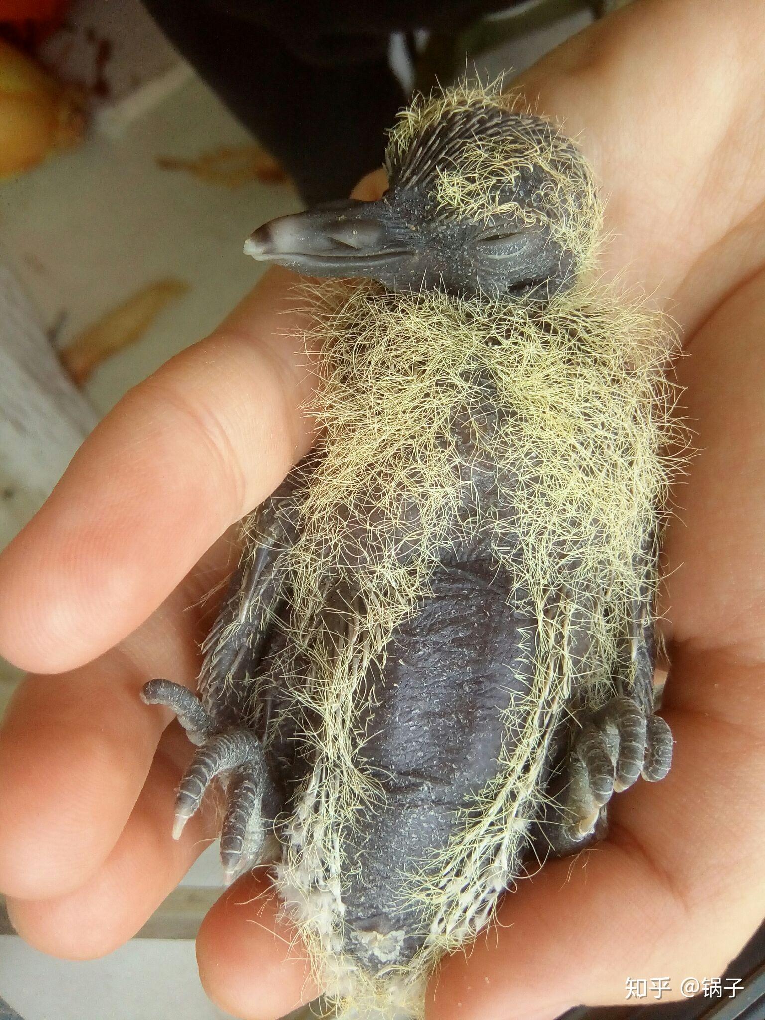 捡到虎皮斑鸠雏鸟,怎么养活?