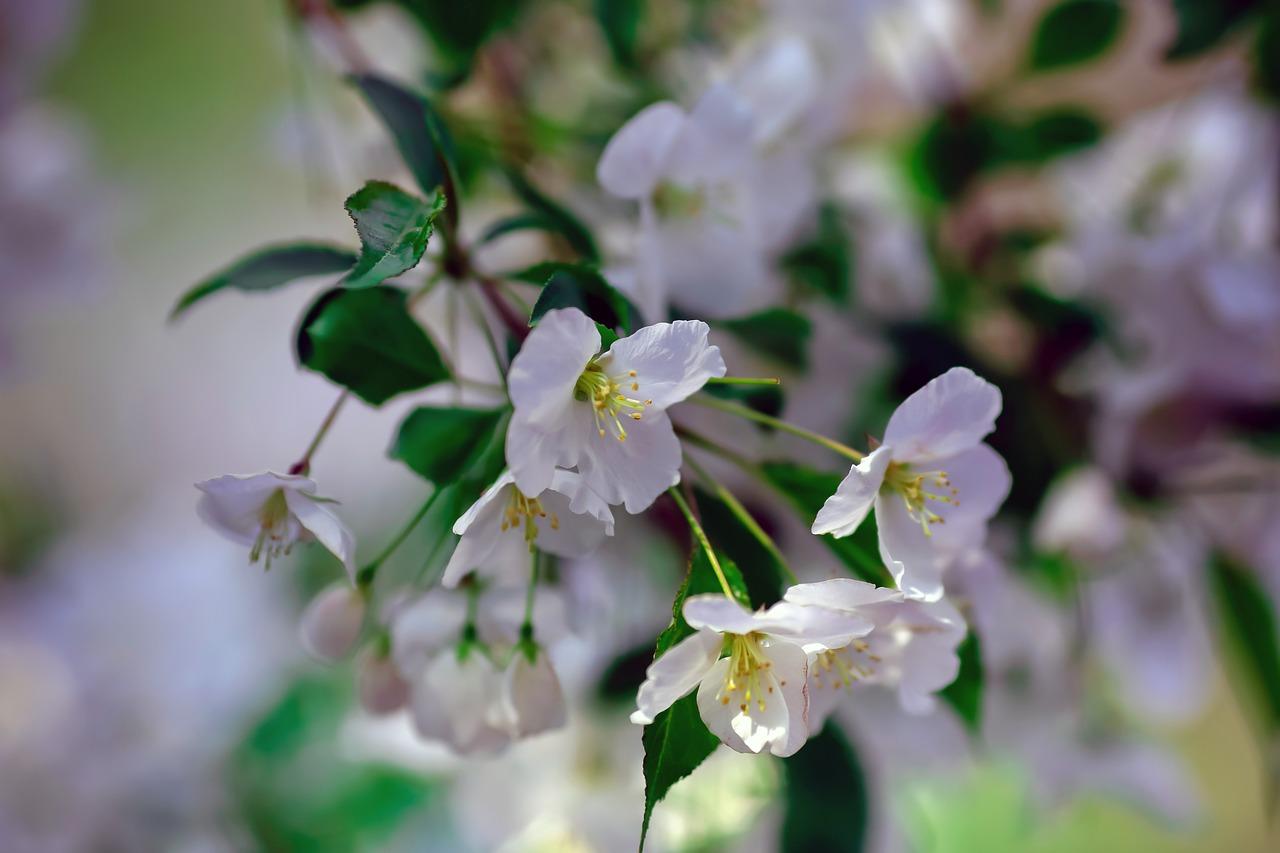 4. 夏花绽放社区