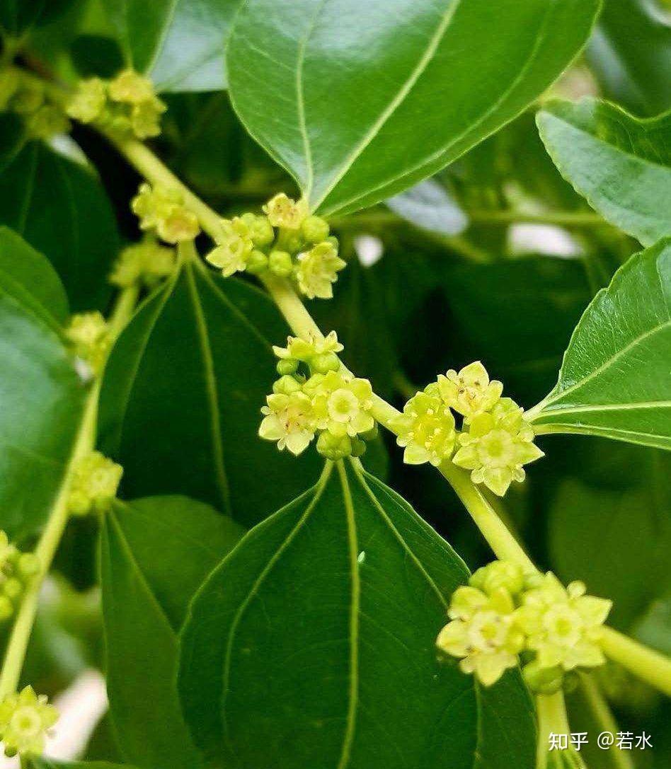 噗簌之间酿新蜜 枣花 - 知乎