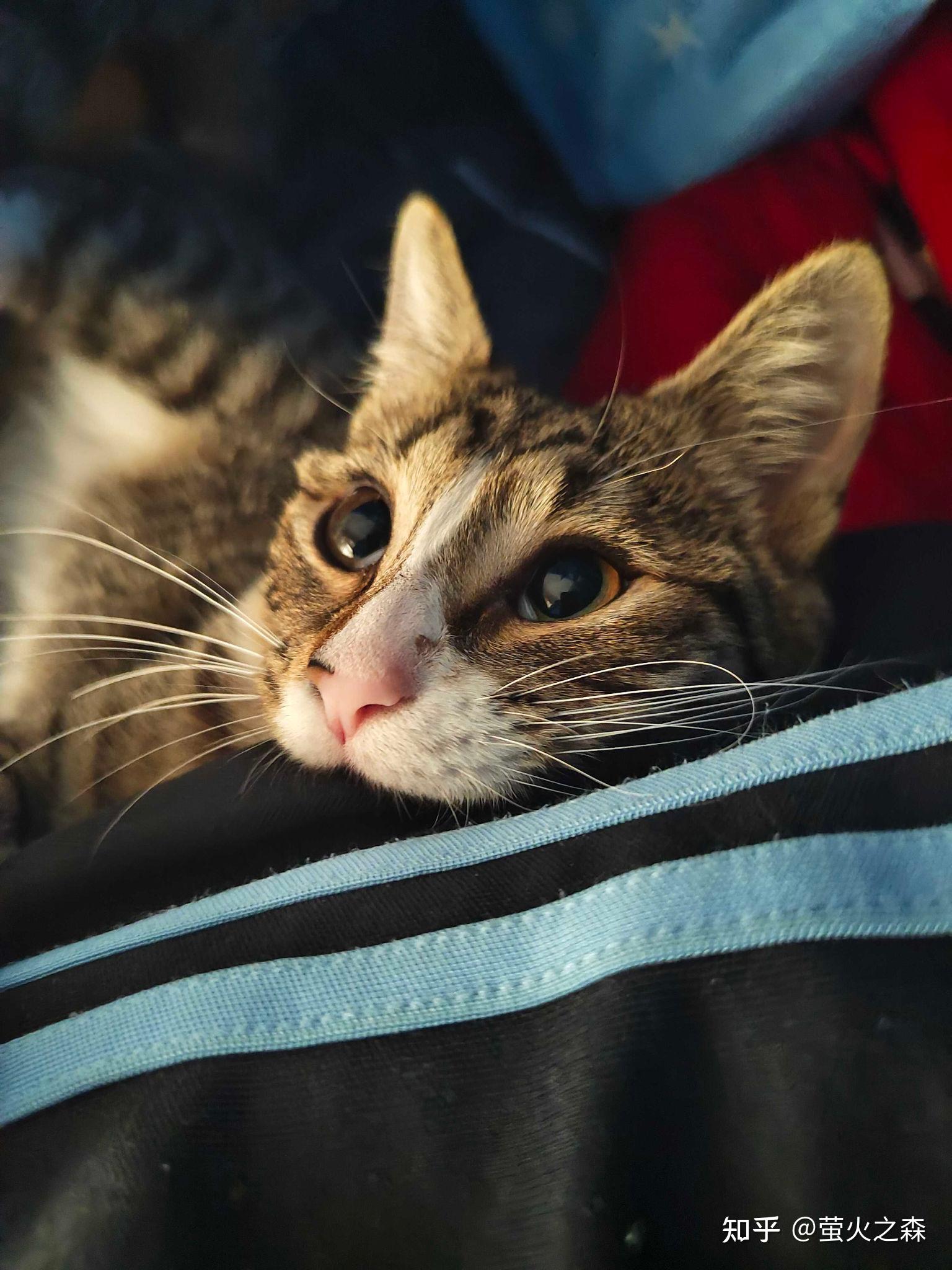 这只3500的布偶猫可以吗