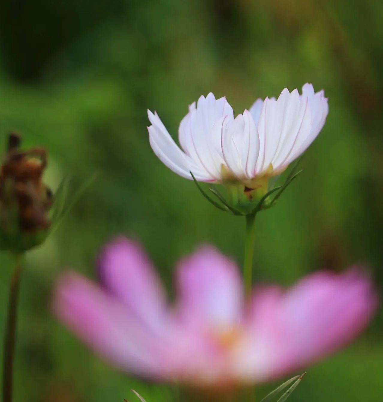 有什么很棒的"虚"(实的反义词)或虚实都有的对比精彩的绘画,摄影作品
