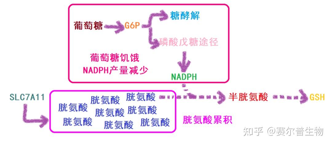 新型细胞死亡:双硫死亡 (Disulfidptosis)的发生机制、代谢通路、检测方法、研究思路 - 知乎