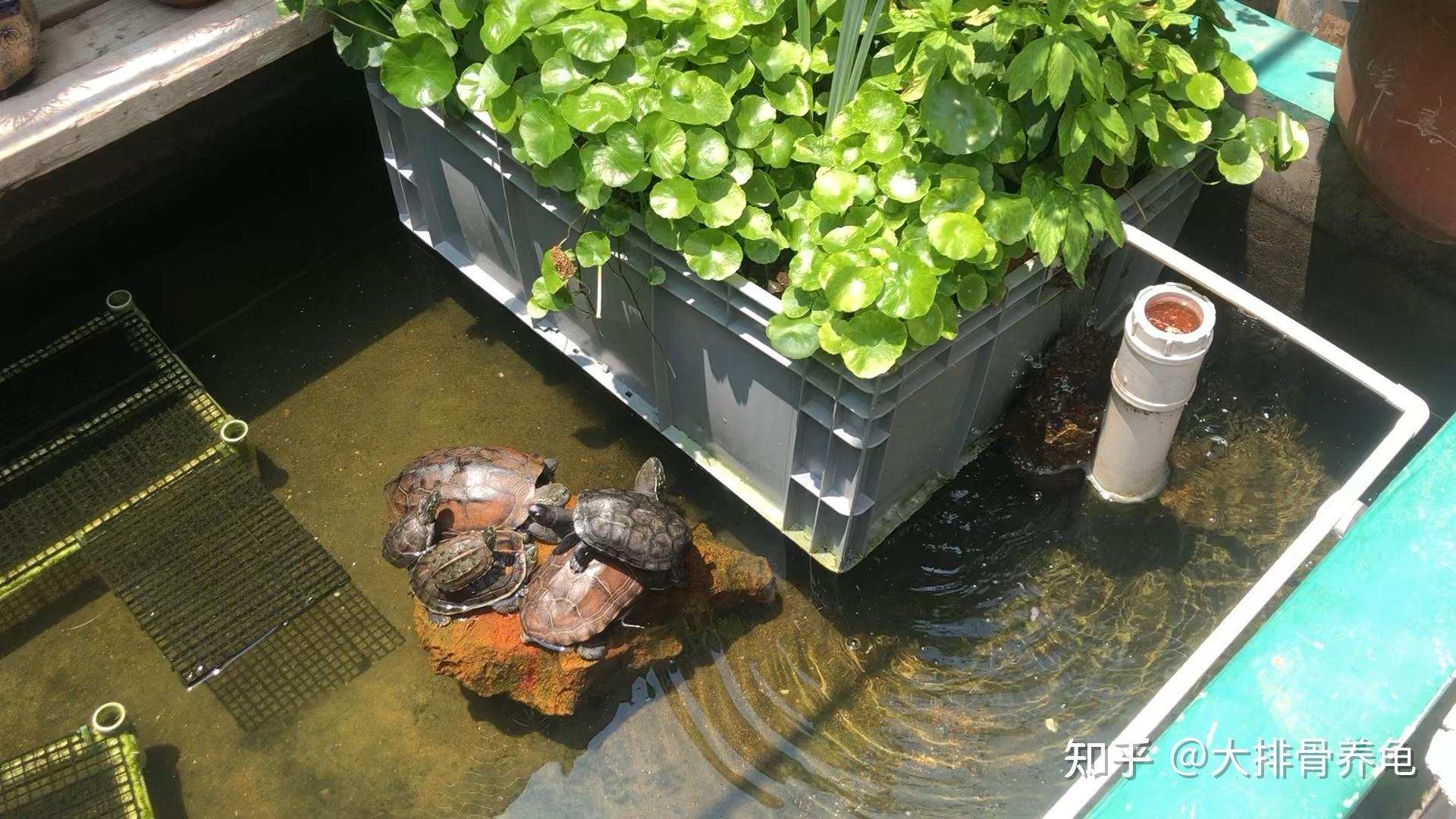 养龟用什么盒子比较好