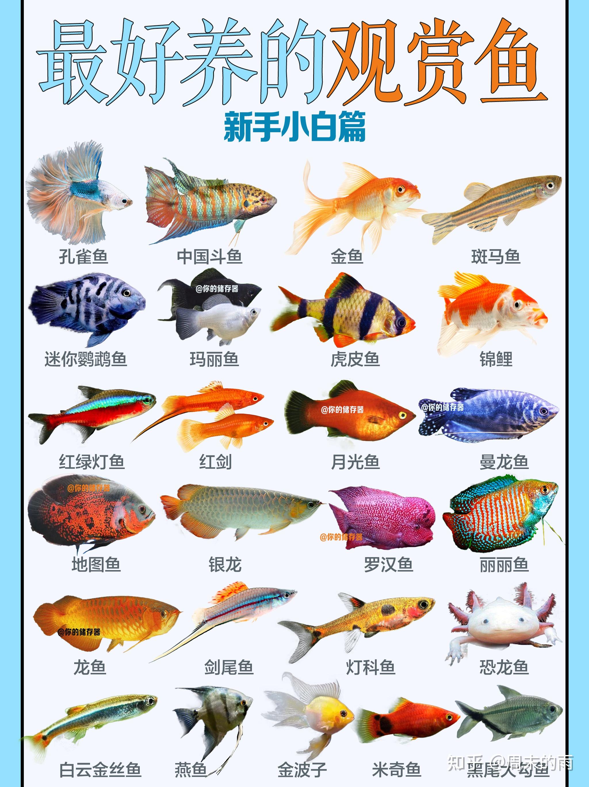 新手适合养什么鱼怎么养