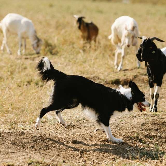为什么牧羊犬能指挥羊群进退？