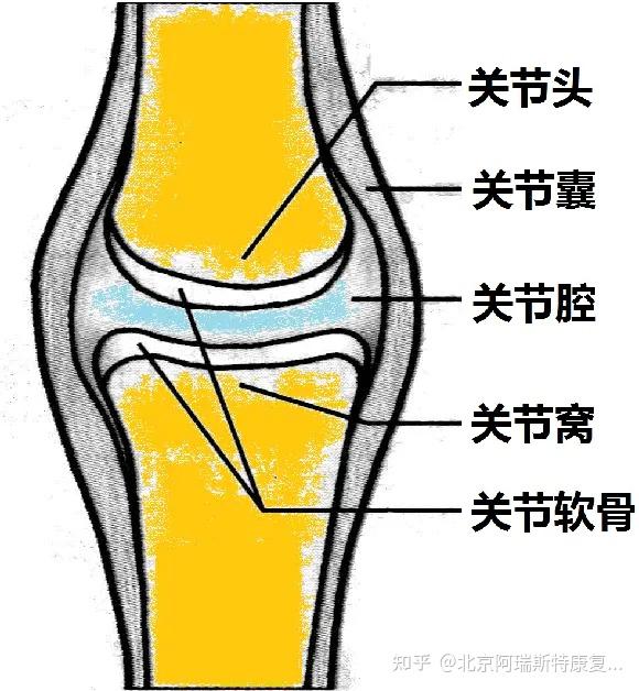 手臂转动时肩关节有响声是为什么