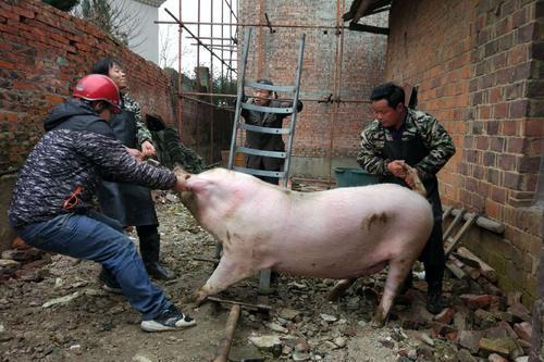 农民还可以自己杀年猪吗？《生猪屠宰管理条例》给出答案 - 知乎