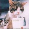 猫南北