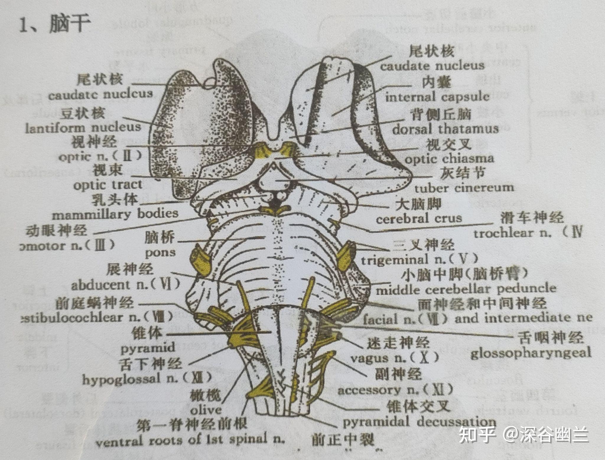 脑干分为哪三部分 zhuanlan.zhihu.com