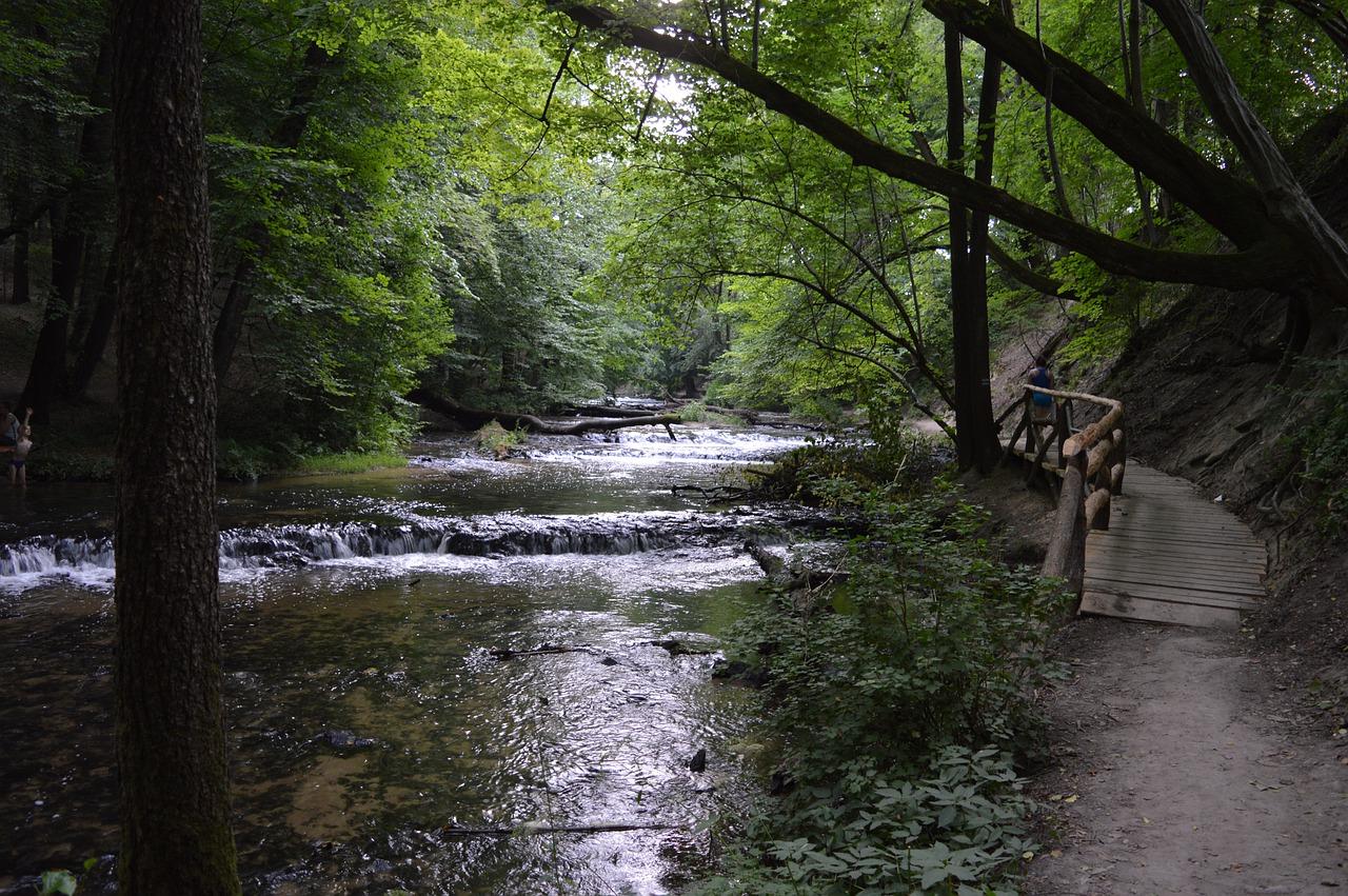 2. 落叶景观树种