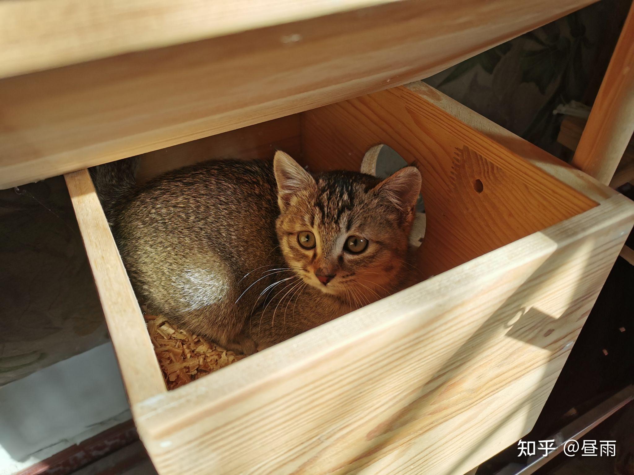 养雀猫(麻猫)是一种怎样的体验? - 知乎