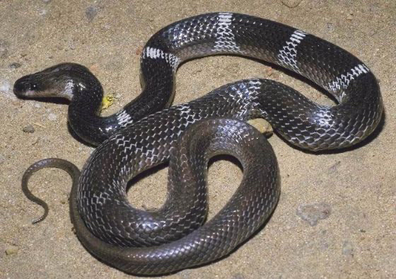 黑色又有不明显白色条纹的是什么蛇? - 知乎