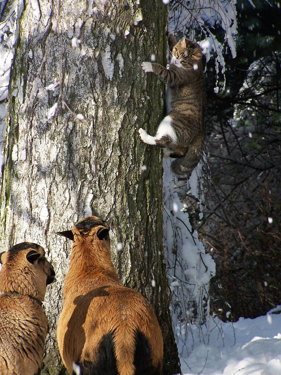 4. 皮树种植要点