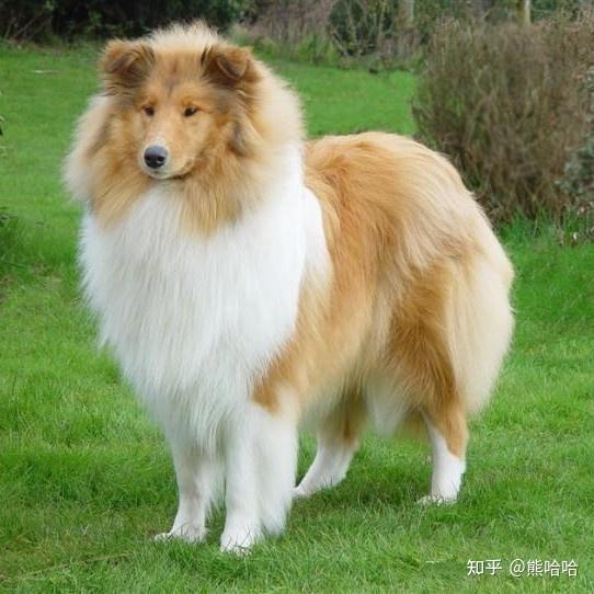 世界十大最厉害的牧羊犬 - 知乎