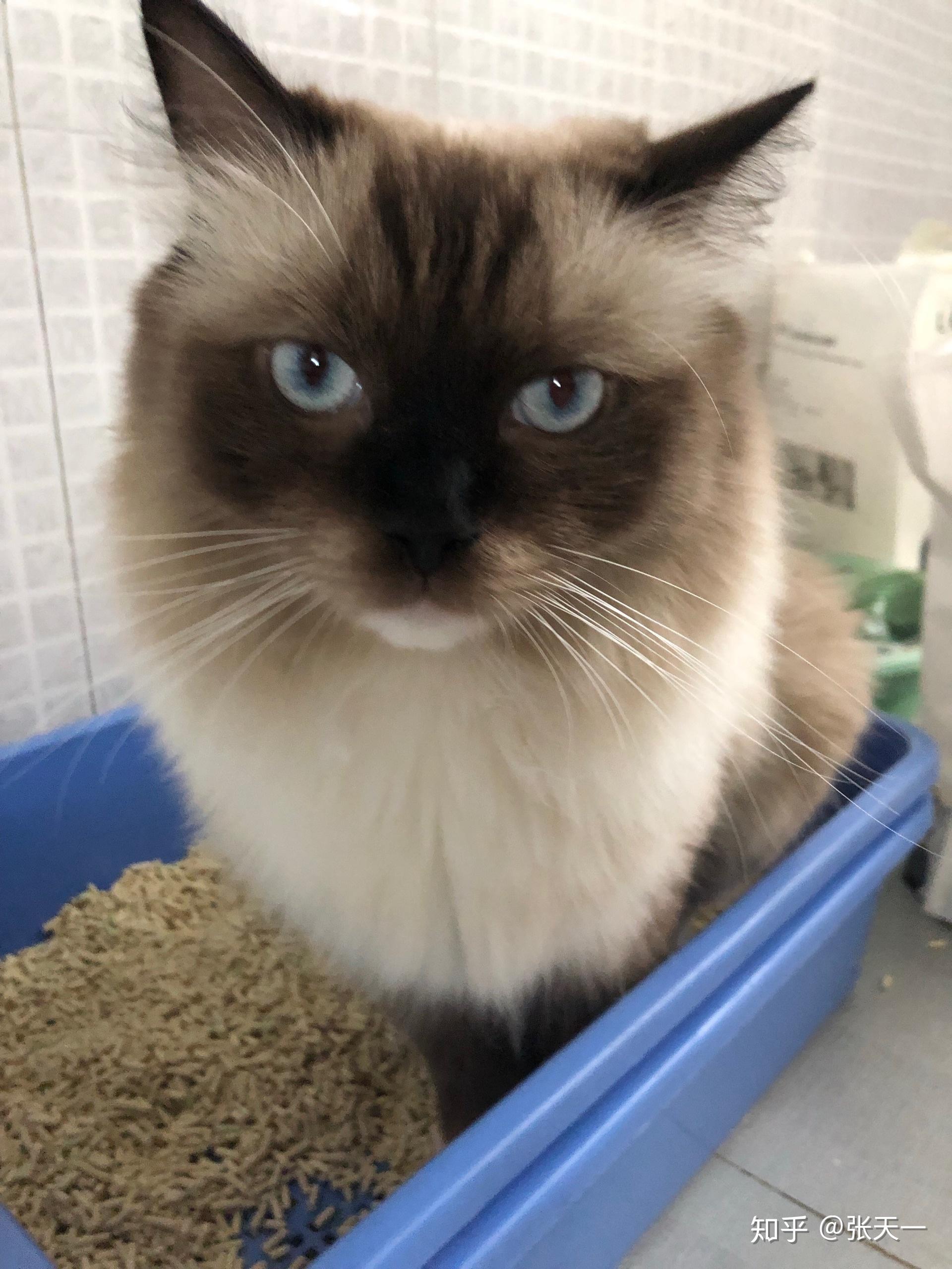 重点色布偶最黑能多黑