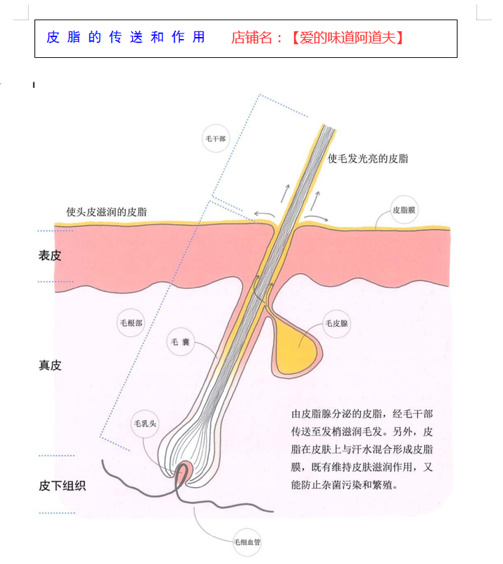 毛发的科学(五)毛发与皮肤之关系 - 知乎
