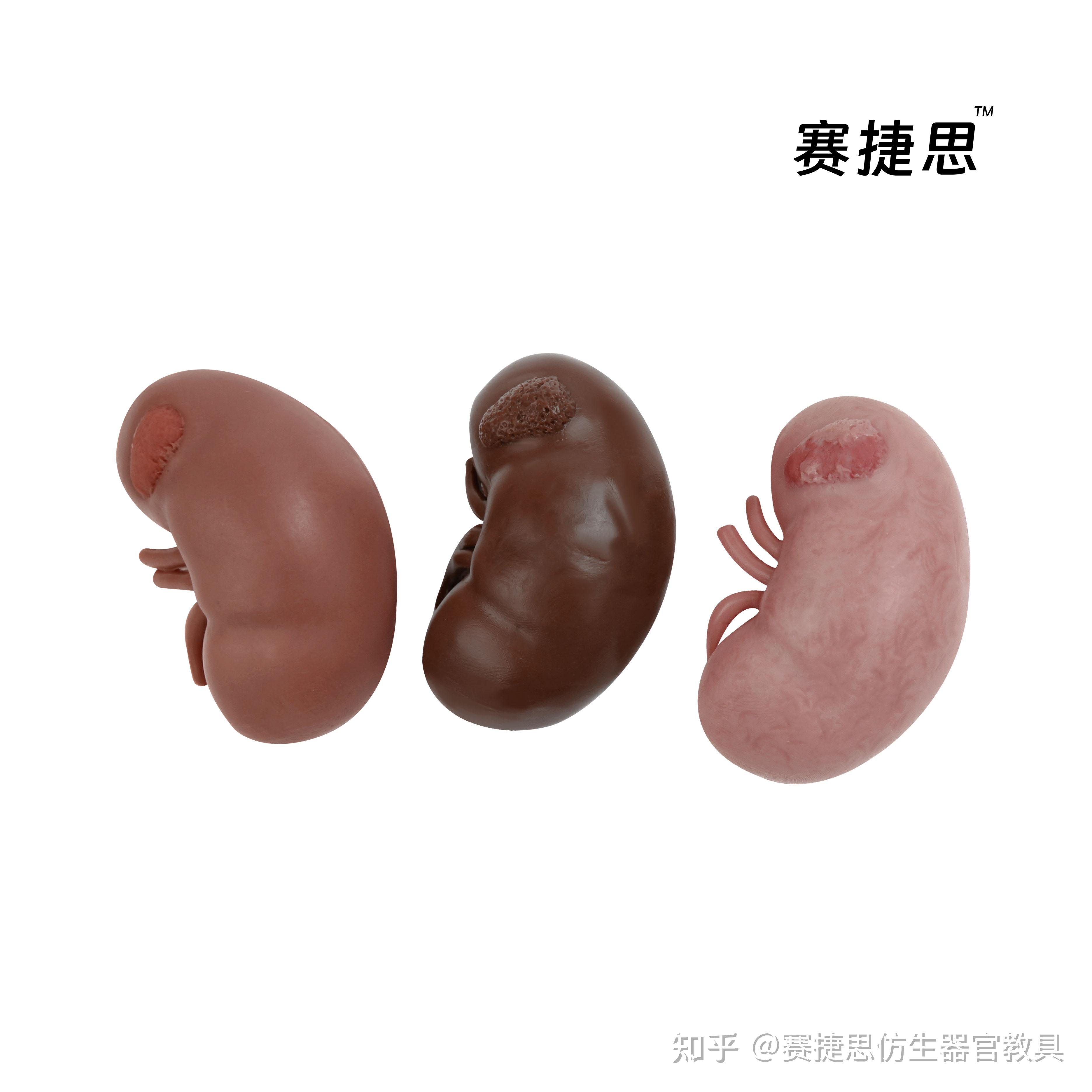 可供仿生的人体组织器官有什么？
