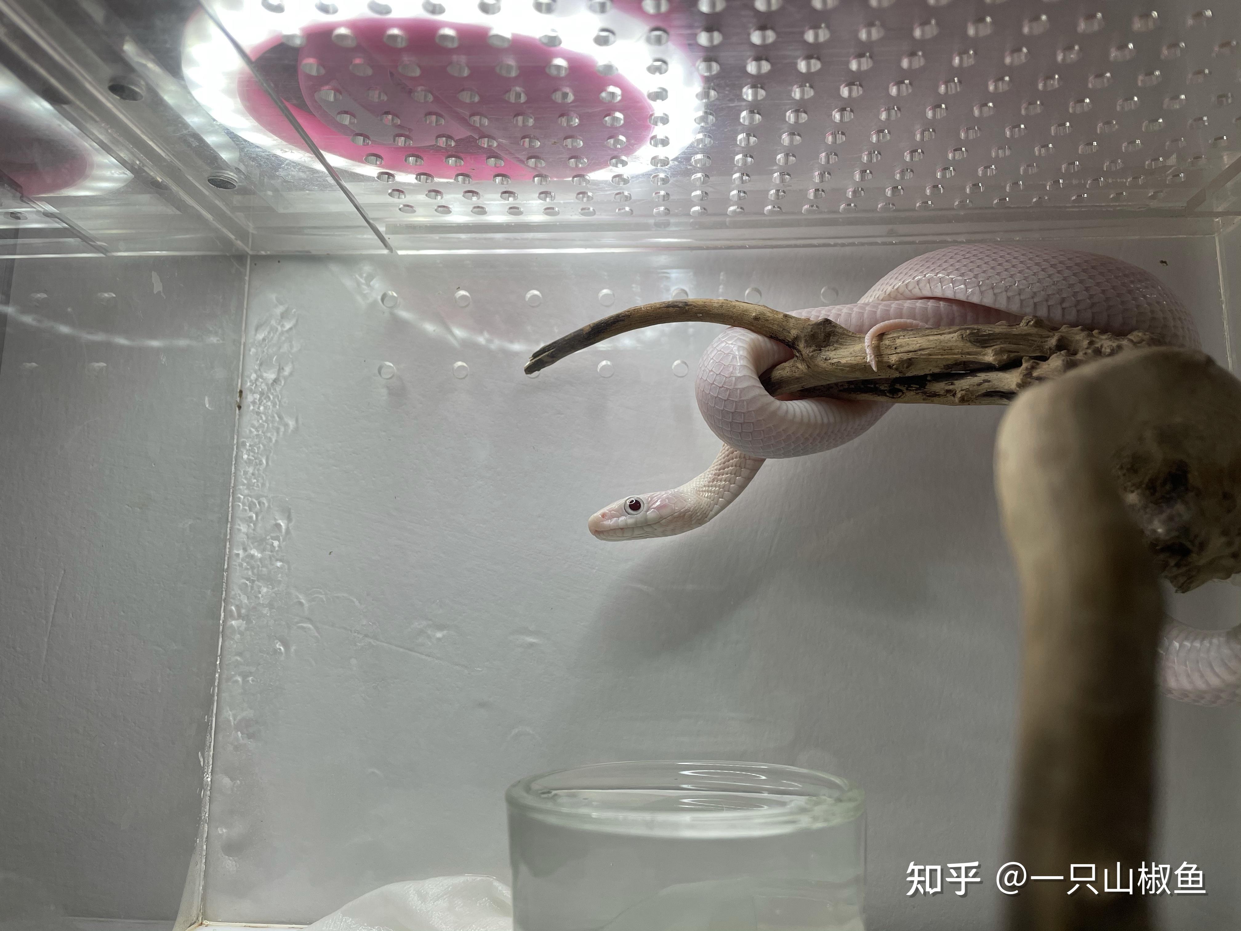 哪里能买到宠物白蛇