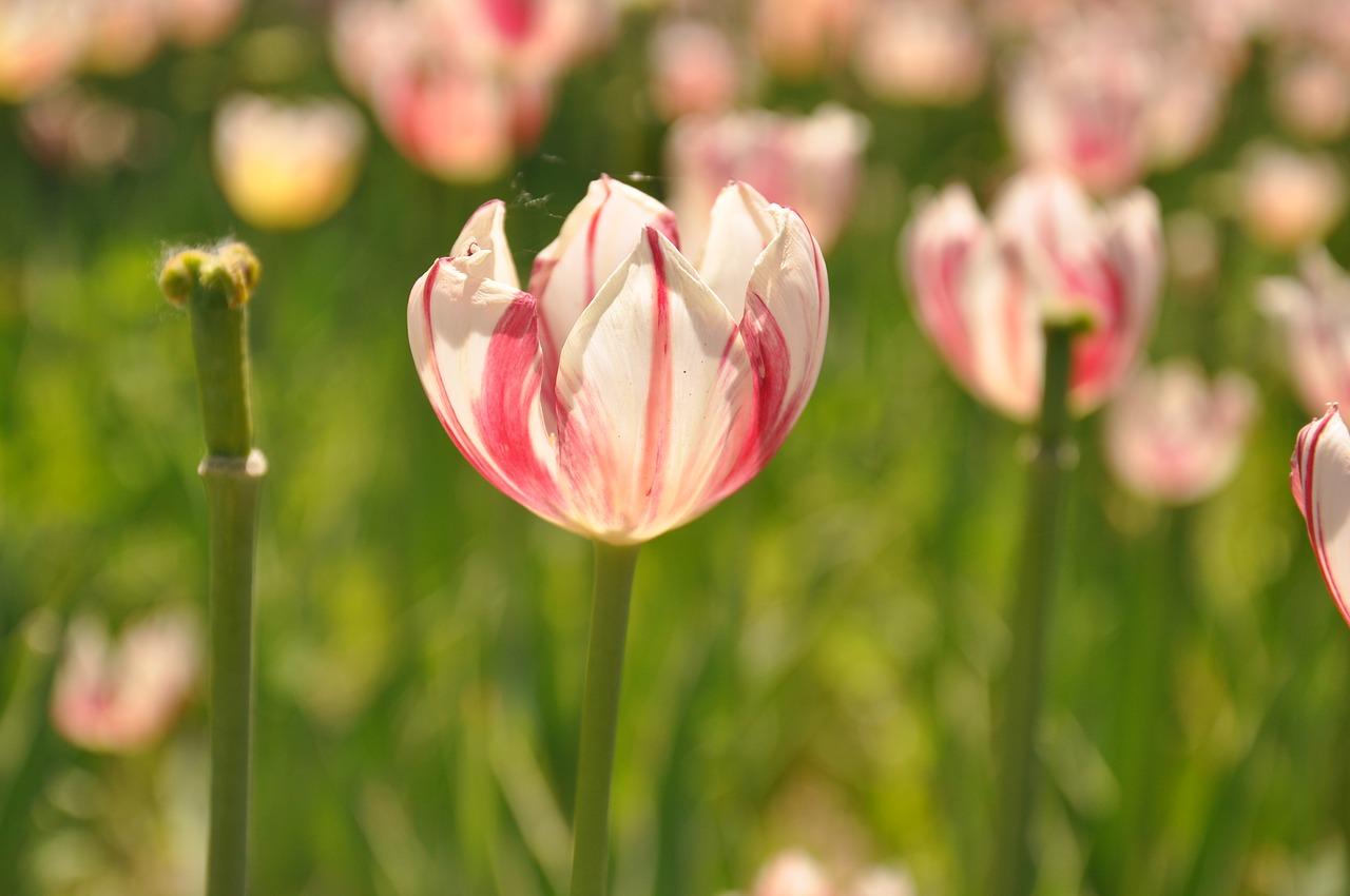 宁波哪里有看郁金香