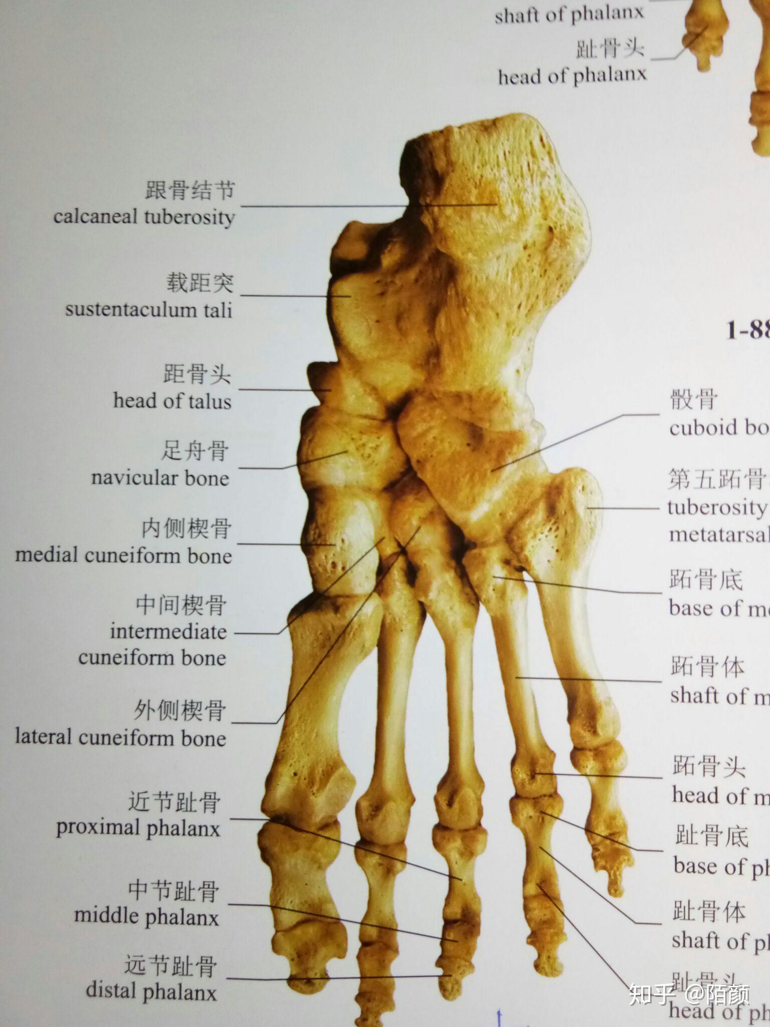 脚后跟骨骼结构图图片
