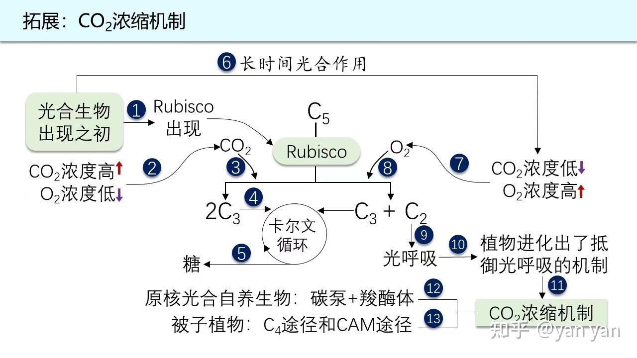 BIOLOGY｜关于Rubisco酶的结构与功能 - 知乎
