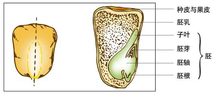 玉米种子的结构简图图片