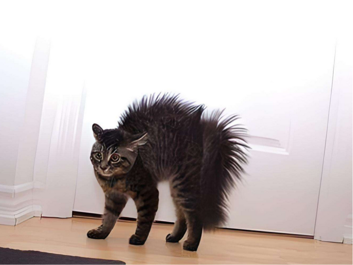 猫咪炸毛怎么办如何应对猫咪应激呢