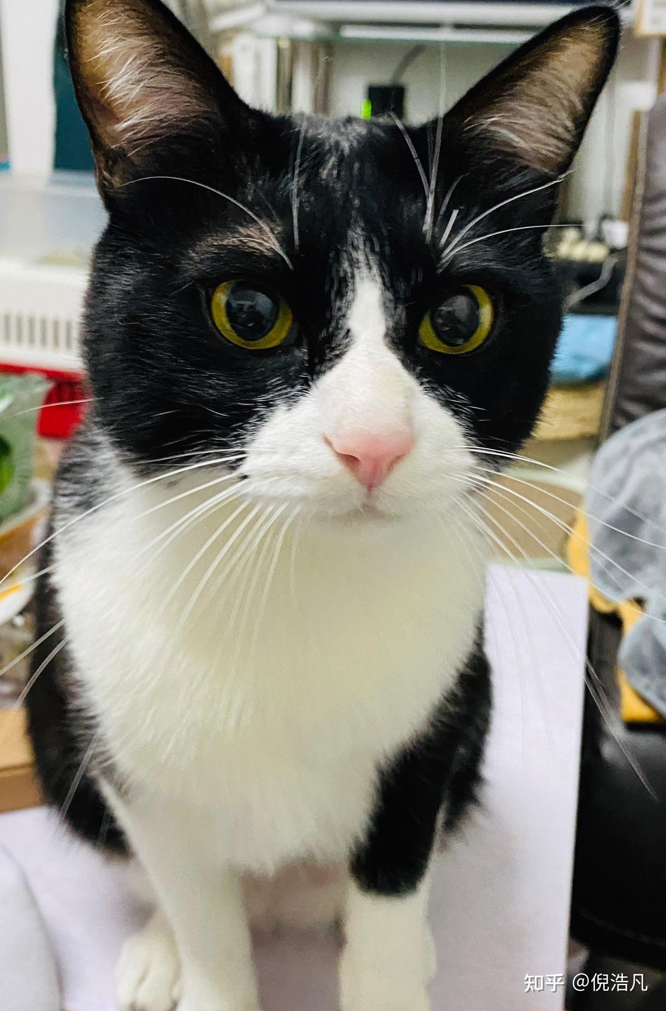 奶牛猫的颜值能高到什么程度