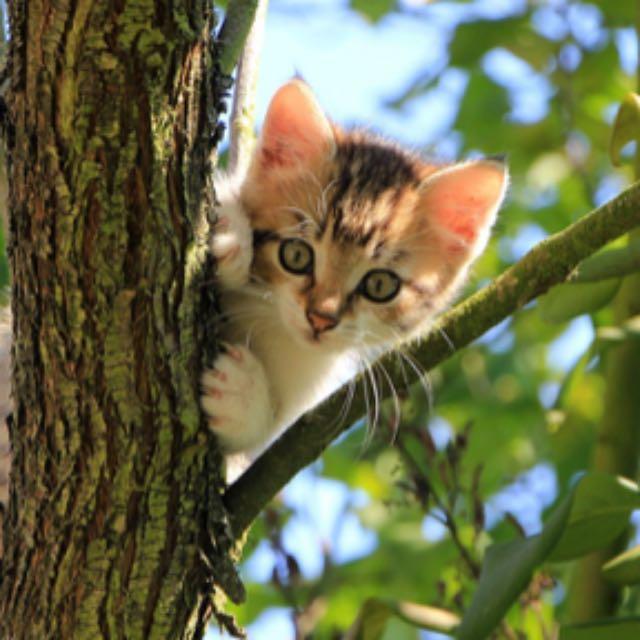 小事 · 流浪猫会不会羡慕宠物猫？(流浪猫羡慕宠物猫)