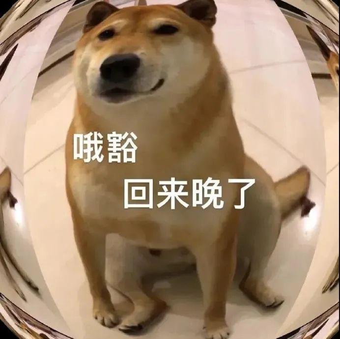 狗勾表情包 - 知乎