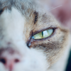 为什么猫对猫薄荷的反应这么大 知乎 