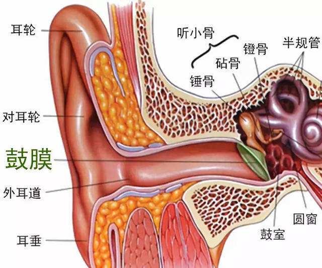 听小骨的作用图片