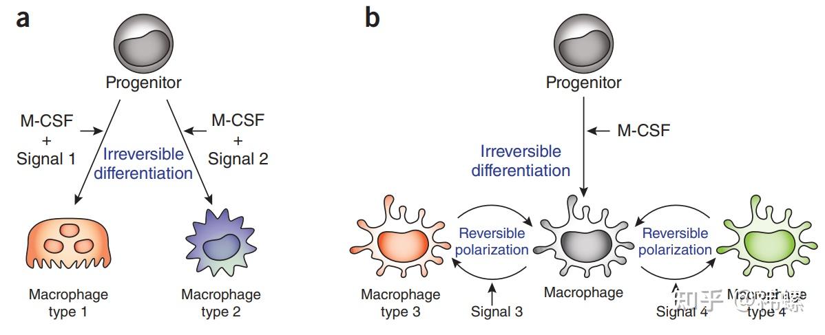 epithelial tissue图片